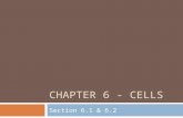 CHAPTER 6 - CELLS Section 6.1 & 6.2. Importance of cells  An organism’s basic unit of structure & function is the cell  Everything we do occurs fundamentally.