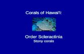 Corals of Hawai’i: Order Scleractinia Stony corals.