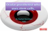Next slide. Duties of an Ocular prosthetist using stem cells. The duty of an ocular prosthetist that does not use stem cells is to make artificial eyes.