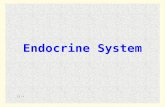 11 - 1 Endocrine System. 11 - 2 I. Introduction A.The endocrine system is made up of the cells, tissues, and organs that secrete hormones into body fluids.