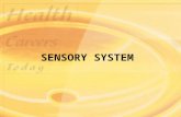 SENSORY SYSTEM. Structure and Function Sensory system consists of receptors in specialized cells and organs that perceive changes in the internal and.