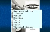 The Senses Overview of the Senses Vision Hearing Taste Smell Touch Visceral Senses.