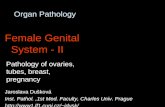 Organ Pathology Female Genital System - II Pathology of ovaries, tubes, breast, pregnancy Jaroslava Dušková Inst. Pathol.,1st Med. Faculty, Charles Univ.