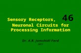 46 Sensory Receptors, Neuronal Circuits for Processing Information Dr. A.R. Jamshidi Fard 2011.