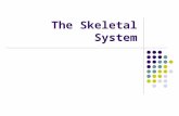 The Skeletal System. Humans have 206 bones. We have an endoskeleton. Endo-inside Exo-outside.