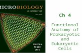Ch 4 Functional Anatomy of Prokaryotic and Eukaryotic Cells.