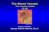 The Blood Vessels ~The Vascular System Ch 20 Human Anatomy Sonya Schuh-Huerta, Ph.D. Leonardo Da Vinci.