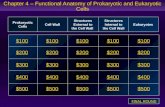 Chapter 4 – Functional Anatomy of Prokaryotic and Eukaryotic Cells $100 $200 $300 $400 $500 $100$100$100 $200 $300 $400 $500 Prokaryotic Cells Cell Wall.
