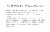 Pulmonary Physiology Respiratory neurons in brain stem –sets basic drive of ventilation –descending neural traffic to spinal cord –activation of muscles.