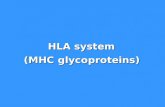 HLA system (MHC glycoproteins). MHC glycoproteins class I (Major histocompatibility complex)  The function of MHCgpI is presentation of peptide fragments