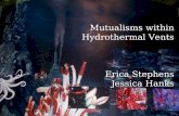 Mutualisms within Hydrothermal Vents Erica Stephens Jessica Hanks.