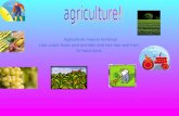 *Agriculture means farming! Like crops fruits and animals and lots lots and lots! Of hard work.