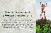 The Abisko Ant (Formica exsecta ) Can the presence and abundancy of ant hills be predicted by looking at characteristics of the area.