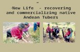 “ New Life” - recovering and commercializing native Andean Tubers.