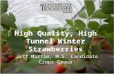 High Quality, High Tunnel Winter Strawberries Jeff Martin, M.S. Candidate Crops Group.