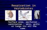 Respiration in Vertebrates Surface area, perfusion, ventilation - skin, gills or lungs its all the same.