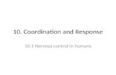 10. Coordination and Response 10.1 Nervous control in humans