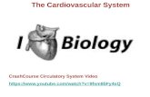 The Cardiovascular System CrashCourse Circulatory System Video .