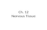 Ch. 12 Nervous Tissue. Objectives Understand how the nervous system is divided and the types of cells that are found in nervous tissue Know the anatomy.