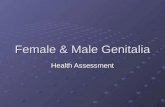 Female & Male Genitalia Health Assessment. Female Health History Menstrual History Age at menarche, frequency & duration of menstrual cycle, character.