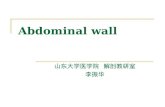 Abdominal wall 山东大学医学院 解剖教研室 李振华. Anterior wall Layers ( from superficial to deep) Skin Superficial fascia Anterolateral muscles Transversalis fascia.