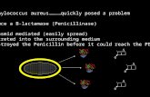 Staphylococcus aureus…………quickly posed a problem Produce a B-lactamase (Penicillinase) - Plasmid mediated (easily spread) - Secreted into the surrounding.