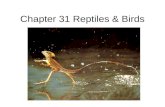 Chapter 31 Reptiles & Birds. Evolution Hylonomus (hylo- "forest" + nomos "wanderer") earliest known reptile lived 315 MYA - about 12 inches long - Dinosaurs.