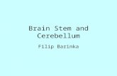 Brain Stem and Cerebellum Filip Barinka. Brain-stem Critically important part of the central nervous system, contains centers that take control of consciousness,