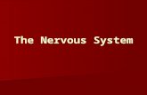 The Nervous System. Divisions of the Nervous System Central N.S. (brain and spinal cord ) Nervous system Autonomic N.S. (controls self-regulated action.