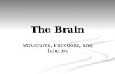 The Brain Structures, Functions, and Injuries. The Brain “Older” brain networks sustain ______________ functions, and enable memory emotions, and basic.