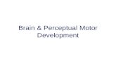 Brain & Perceptual Motor Development. Myelinization.