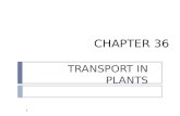 CHAPTER 36 TRANSPORT IN PLANTS 1. Overview of Transport in a Vascular Plant 2.