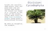 1 Division: Cycadophyta Cycads are vascular, seed plants that are palm-like and are called Sago Palms. The leaves are found in a cluster at the tops of.