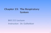 Chapter 23: The Respiratory System BIO 211 Lecture Instructor: Dr. Gollwitzer 1.