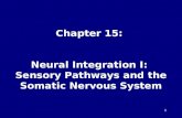 1 Chapter 15: Neural Integration I: Sensory Pathways and the Somatic Nervous System.