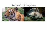 Animal Kingdom. KingdomCharacteristics of kingdom Types of organisms Animalia Heterotrophic Multi-cellular Eukaryotic cells (nucleus) Most are mobile.
