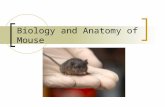 Biology and Anatomy of Mouse. A brief history of rodent welfare The word mouse in the English language can be traced back to the Latin mus, then to the.