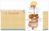 Gastrointestinal System. What is the Gastrointestinal System? Digestion  Mechanical and chemical breakdown of foods and the absorption of nutrients Mechanical.