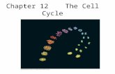 Chapter 12 The Cell Cycle. Fig. 12-UN1 Telophase and Cytokinesis Anaphase Metaphase Prometaphase Prophase MITOTIC (M) PHASE Cytokinesis Mitosis S G1G1.