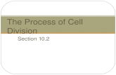 Section 10.2 The Process of Cell Division. What happens when you are done growing? Does cell division STOP?