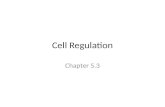 Cell Regulation Chapter 5.3. KEY CONCEPT Cell cycle regulation is necessary for healthy growth.