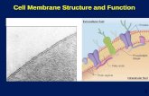 1 Cell Membrane Structure and Function. 2 Membranes and Cell Transport Membranes and Cell Transport All cells are surrounded by a plasma membrane. All