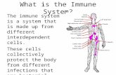 What is the Immune System? The immune system is a system that is made up from different interdependent cells. These cells collectively protect the body.