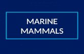MARINE MAMMALS.  Mammals have a 4 chambered heart.  Mammals are warm-blooded.  Mammals have hair/fur.  Mammals have mammary glands.  Mammals give.