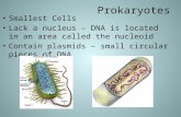 Prokaryotes Smallest Cells Lack a nucleus – DNA is located in an area called the nucleoid Contain plasmids – small circular pieces of DNA.