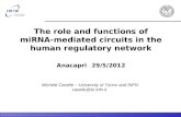 The role and functions of miRNA- mediated circuits in the human regulatory network Anacapri 29/5/2012 Michele Caselle – University of Torino and INFN caselle@to.infn.it.
