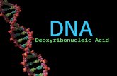 DNA Deoxyribonucleic Acid. What is DNA? DeoxyriboNucleic Acid (DNA) genetic information for all forms of life found in all living cells responsible for.