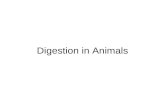 Digestion in Animals Objectives 1- Describe the nonruminant (monogastric), ruminant, and avian digestive systems. 2- Describe the process of digestion.