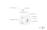 Prokaryotic Cell Cell membrane Cytoplasm Nucleus Organelles Eukaryotic Cell Section 7-1 Prokaryotic and Eukaryotic Cells.