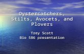 Oystercatchers, Stilts, Avocets, and Plovers Trey Scott Bio 586 presentation